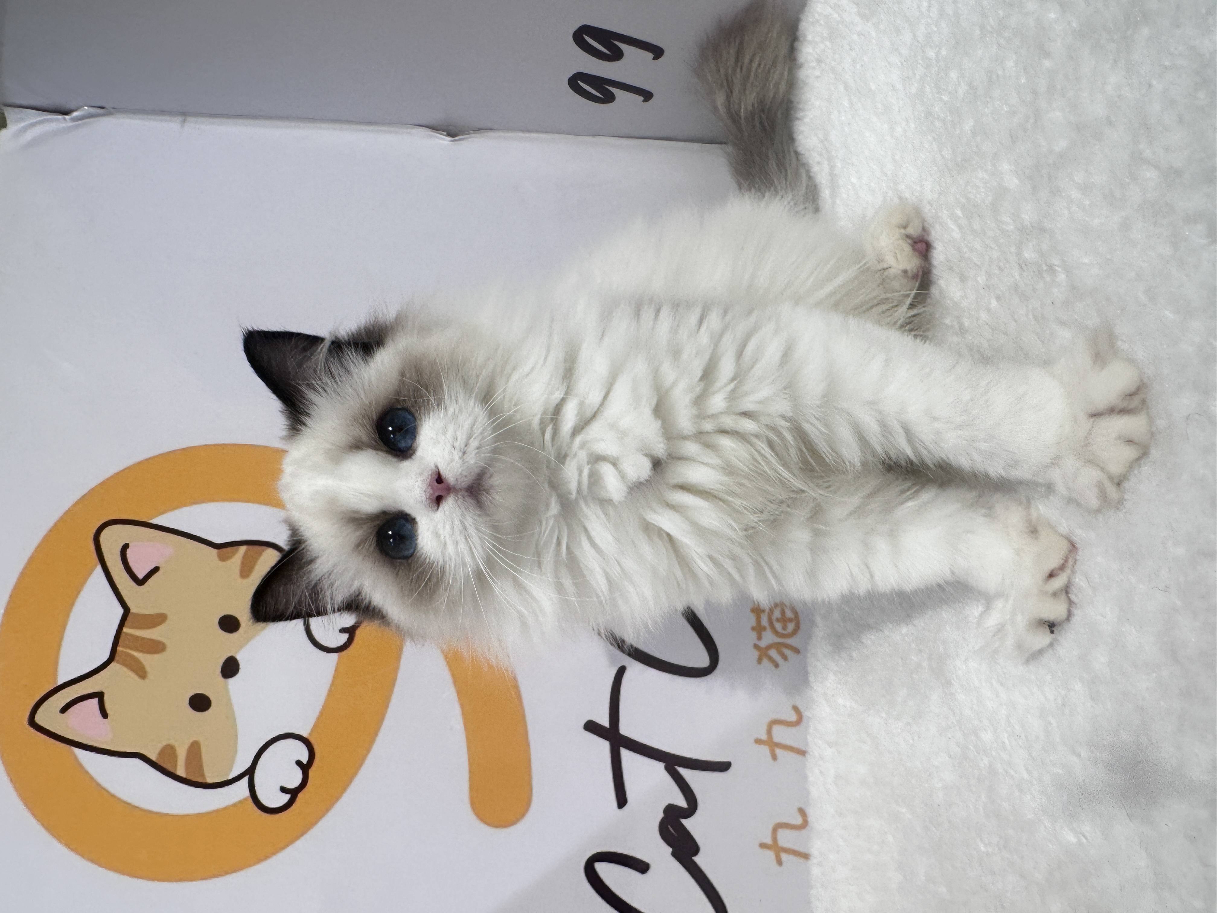 Ragdoll(布偶猫) Cat