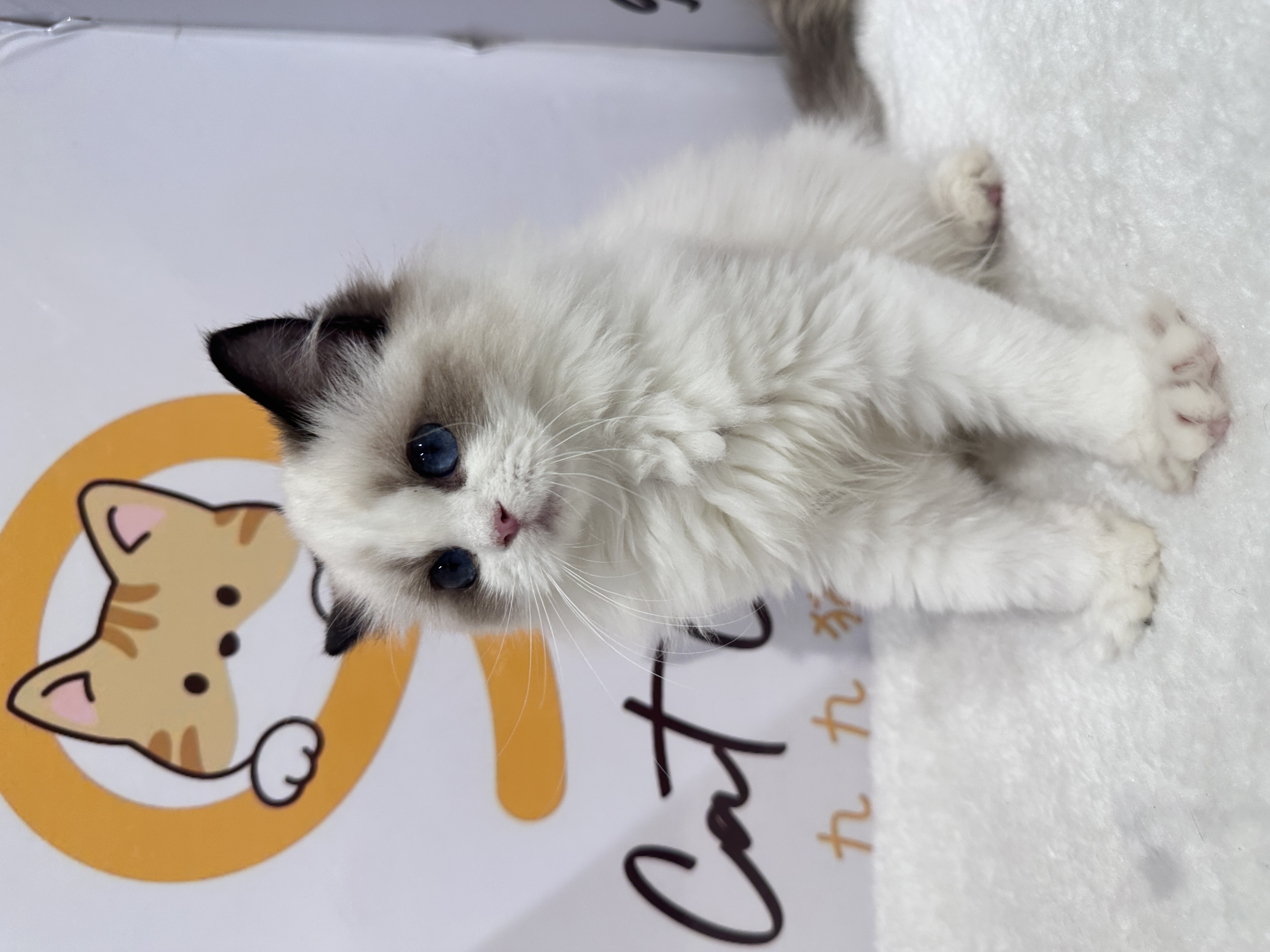 Ragdoll（布偶猫） Cat 11