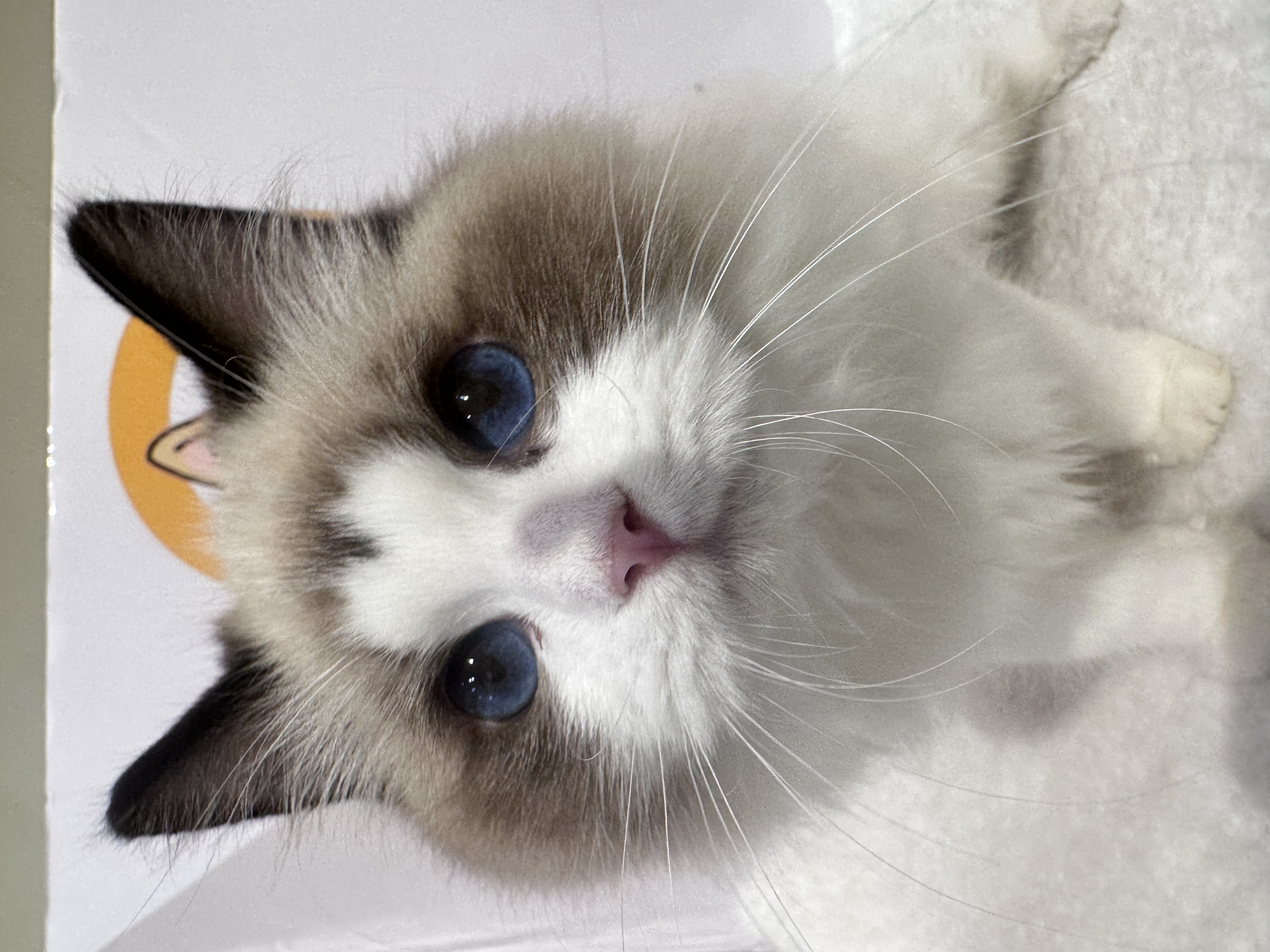 Ragdoll（布偶猫） Cat 6