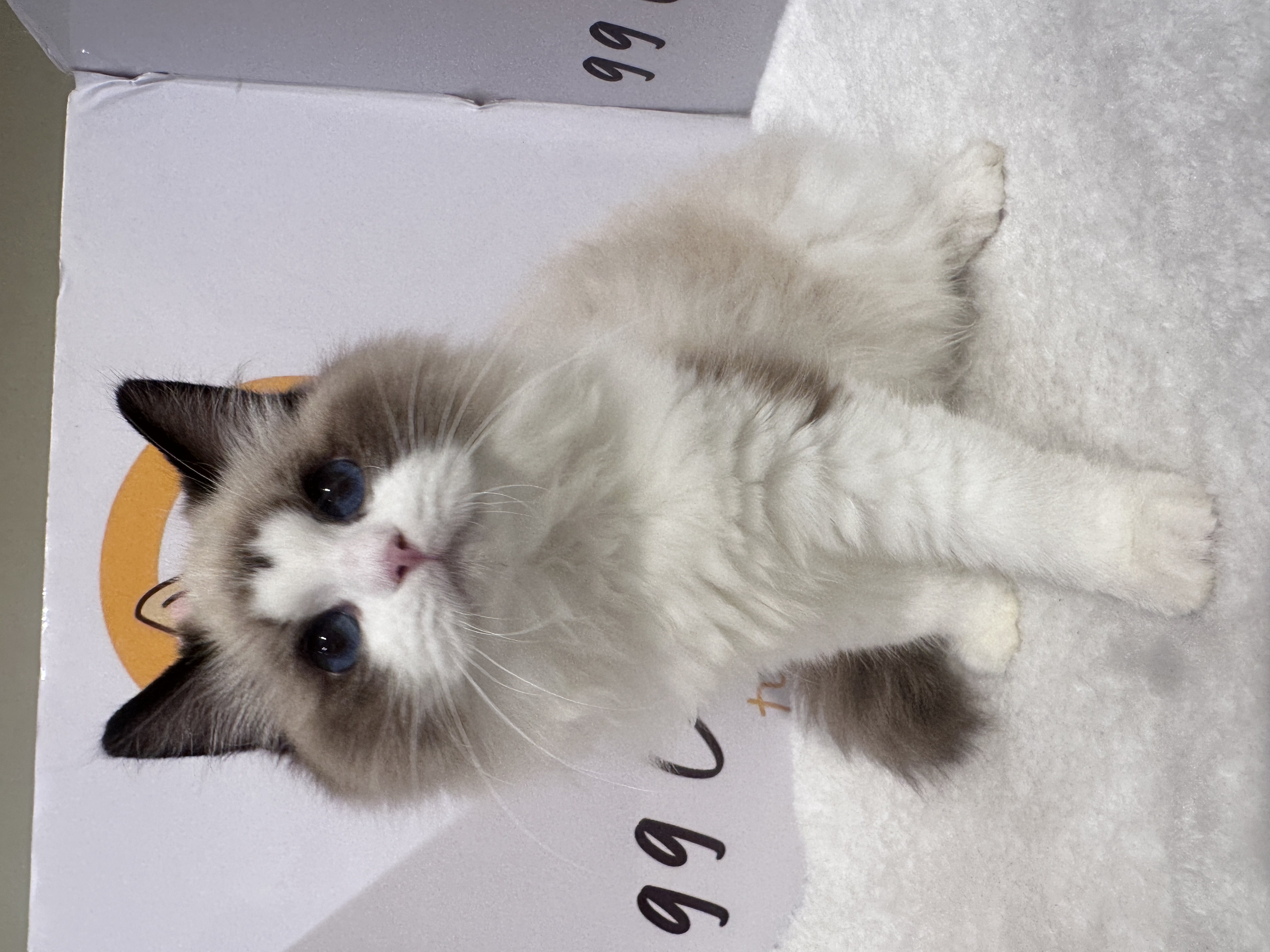 Ragdoll（布偶猫） Cat 2