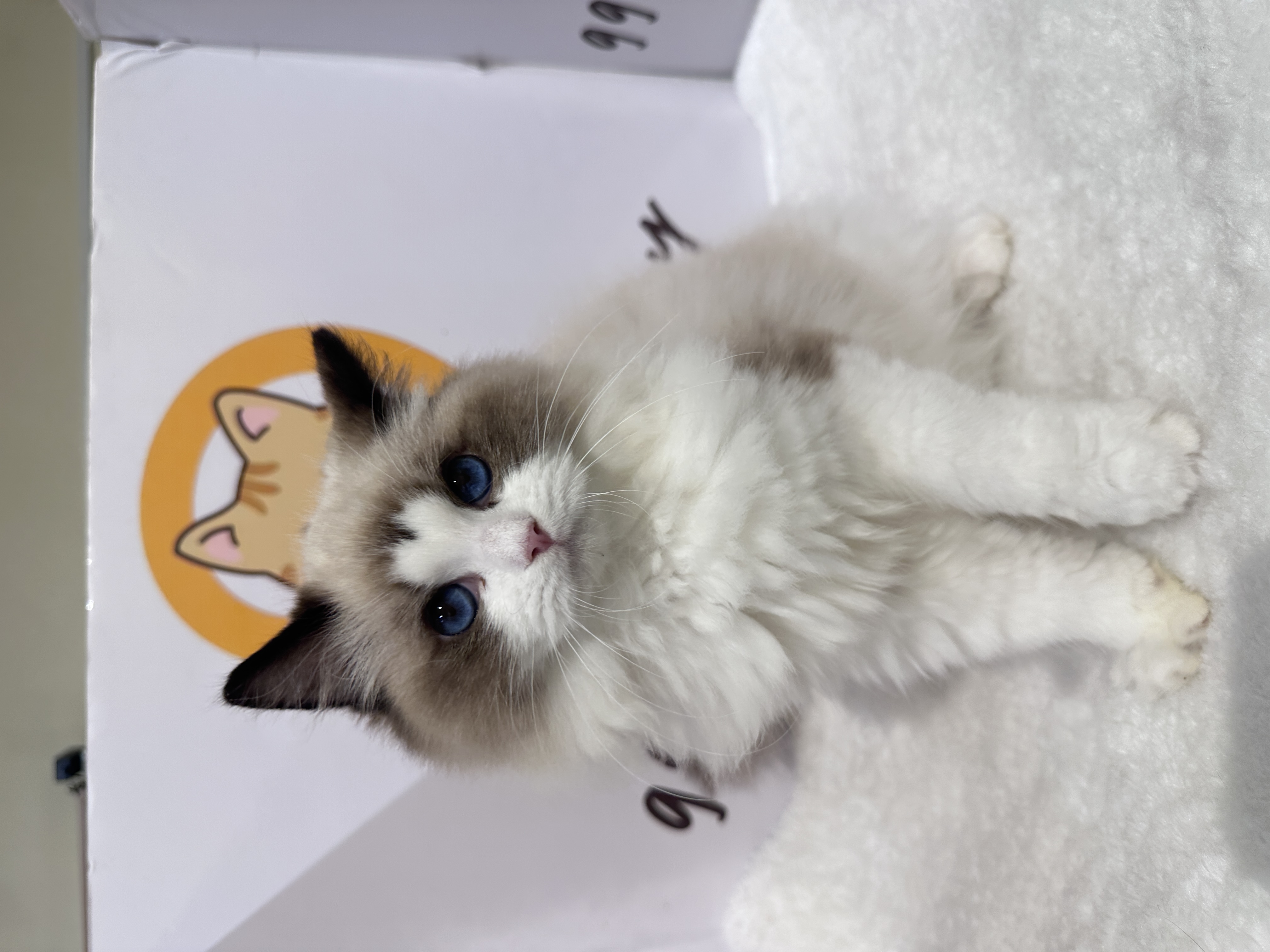 Ragdoll（布偶猫） Cat 4