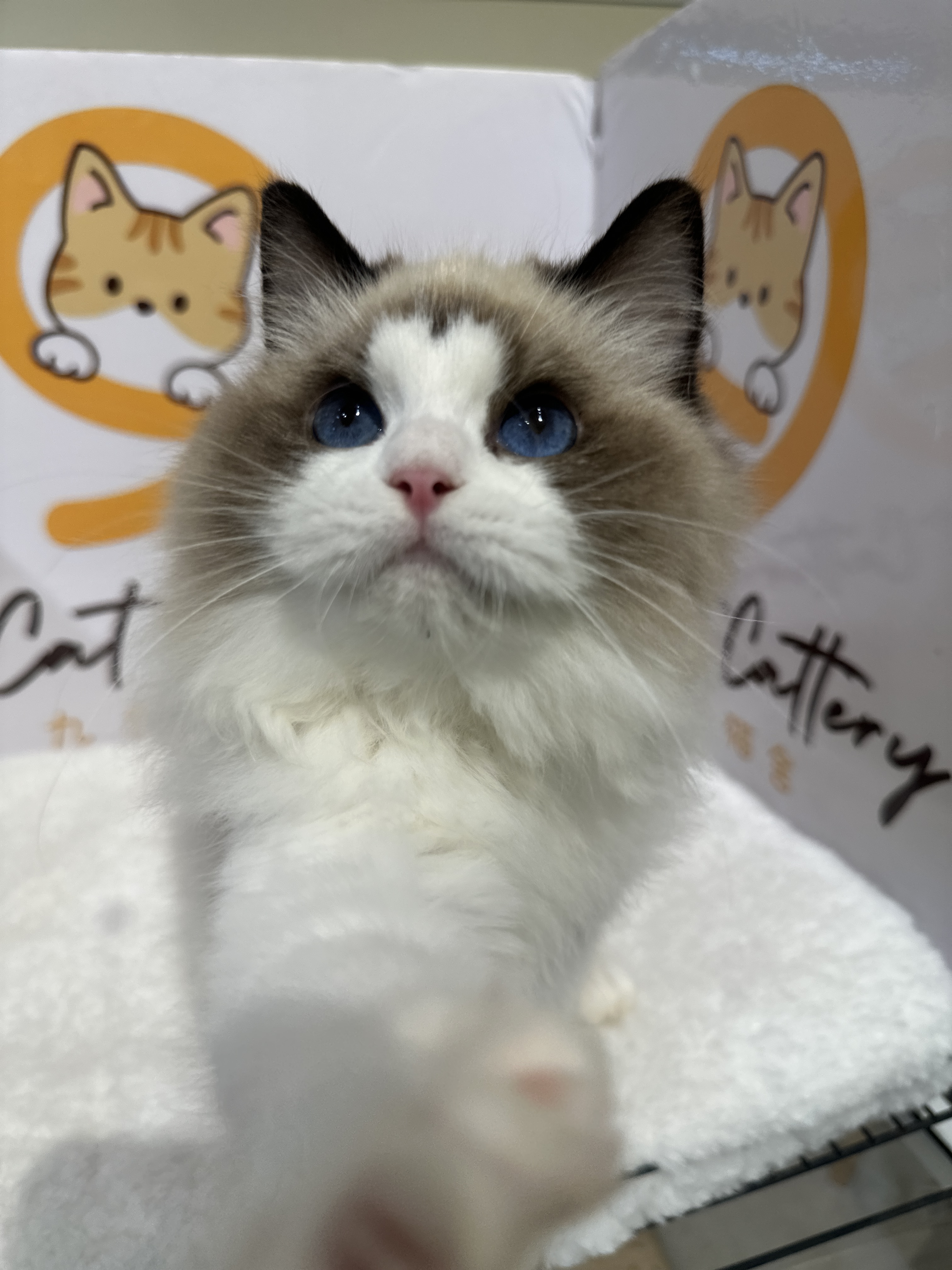 Ragdoll（布偶猫） Cat 8