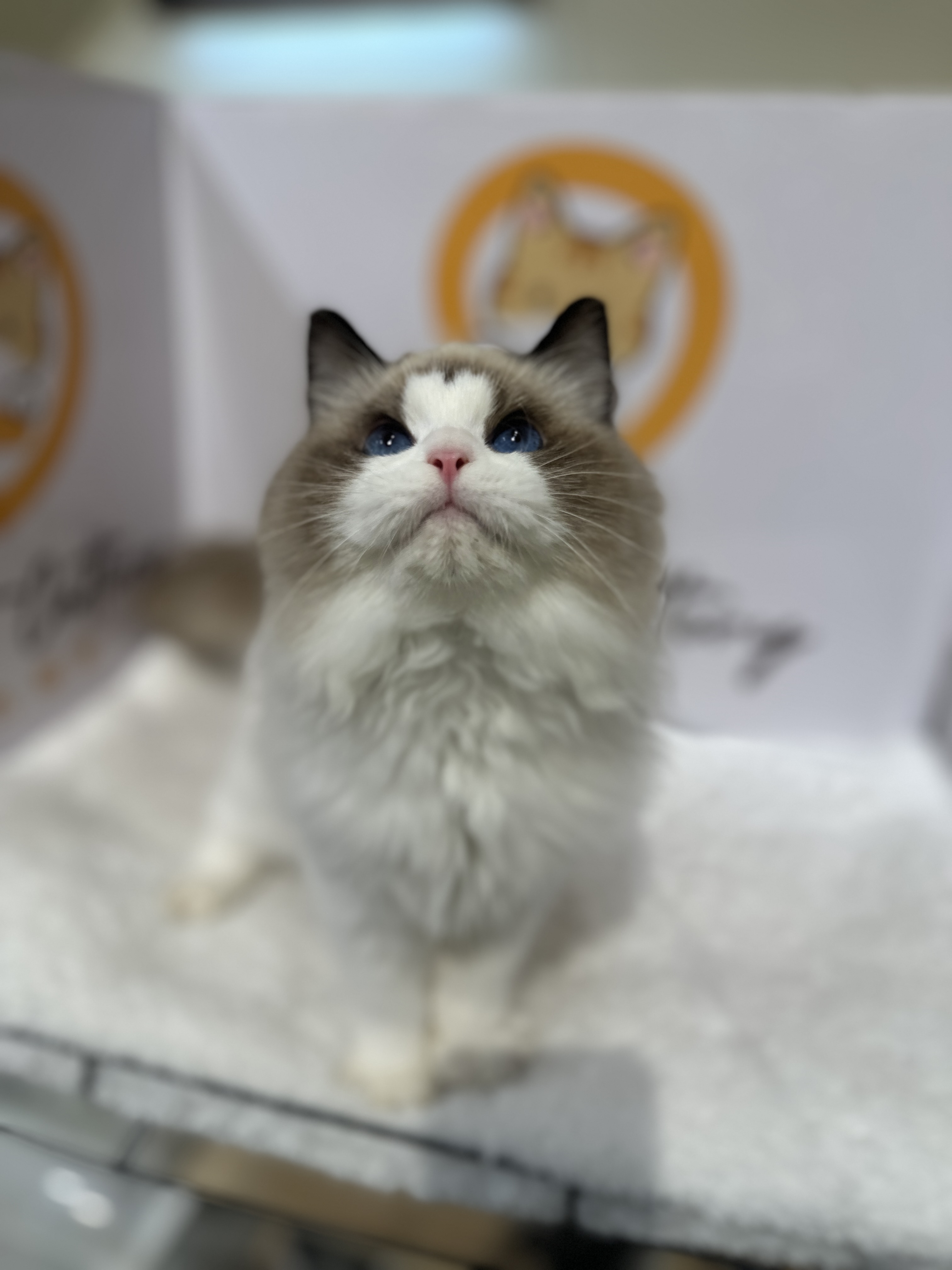 Ragdoll（布偶猫） Cat 7