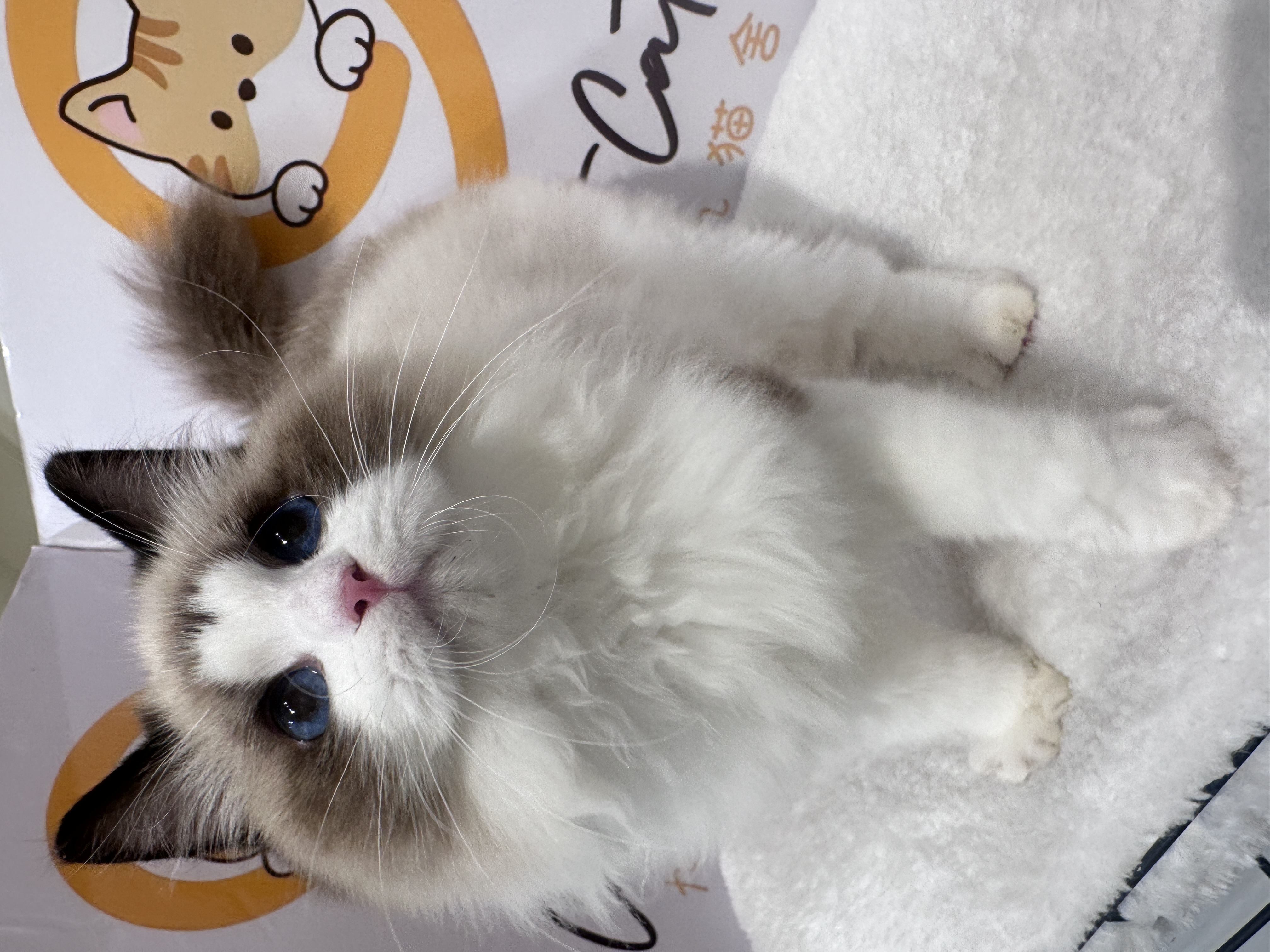 Ragdoll（布偶猫） Cat 11