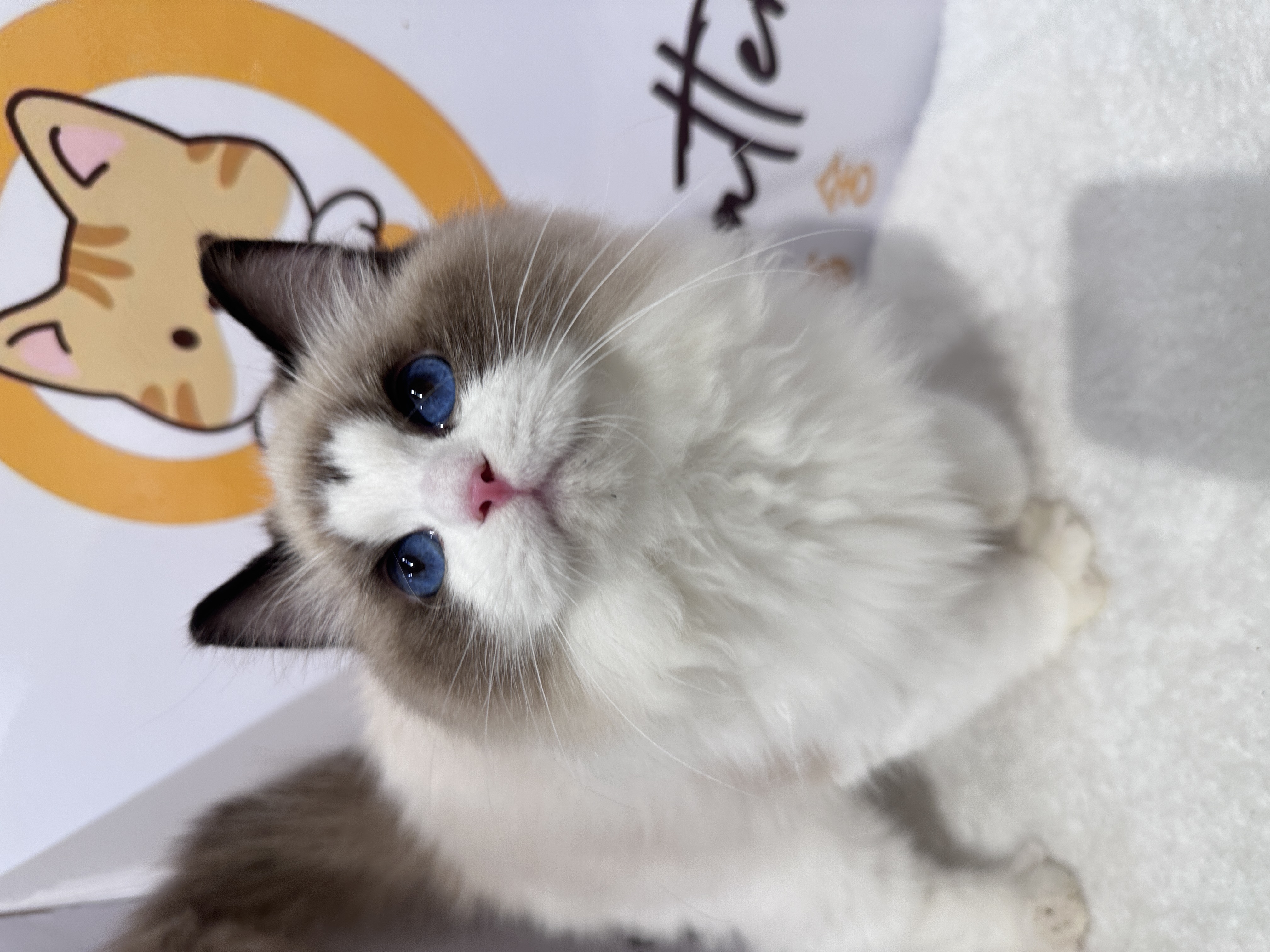 Ragdoll（布偶猫） Cat 3