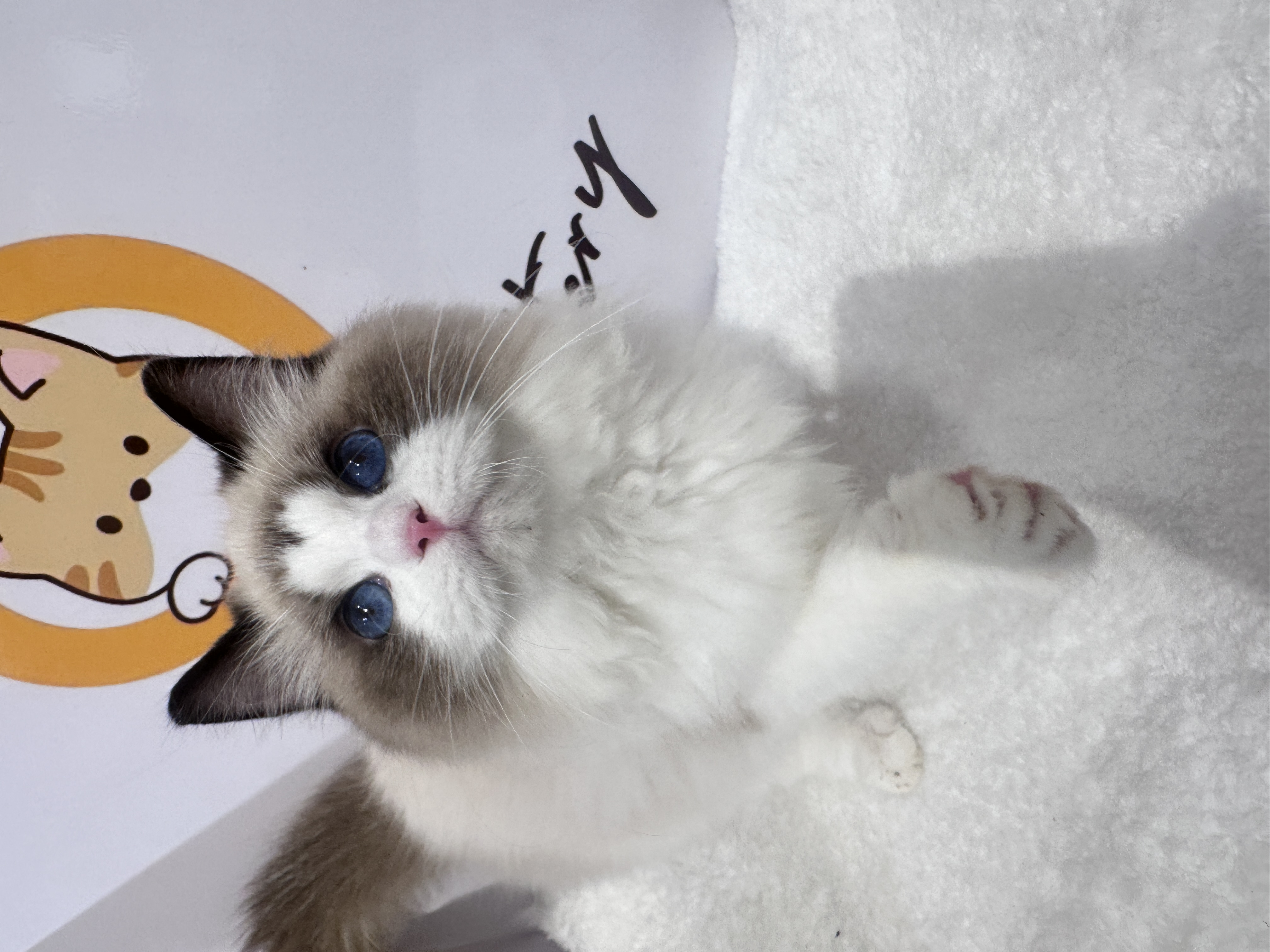 Ragdoll（布偶猫） Cat 10