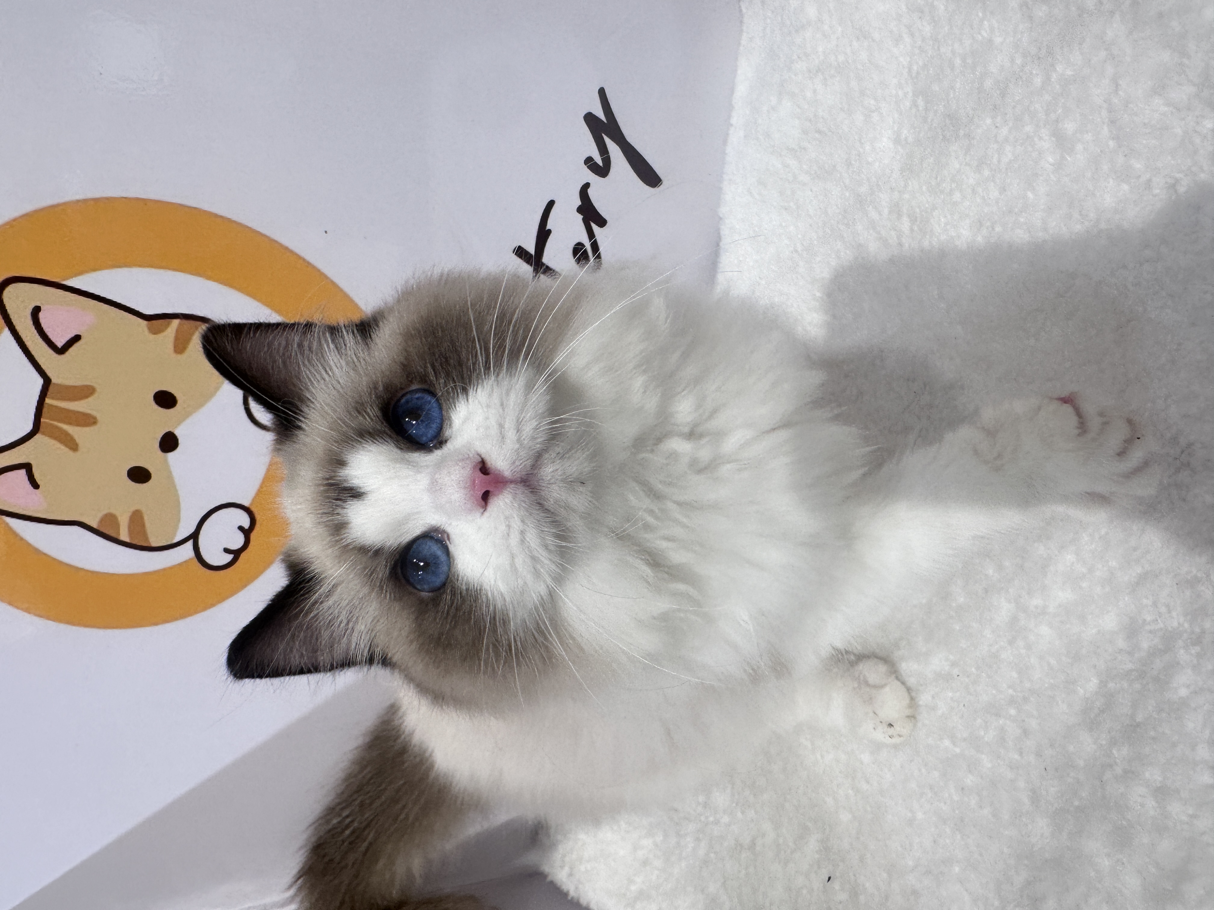 Ragdoll(布偶猫) Cat