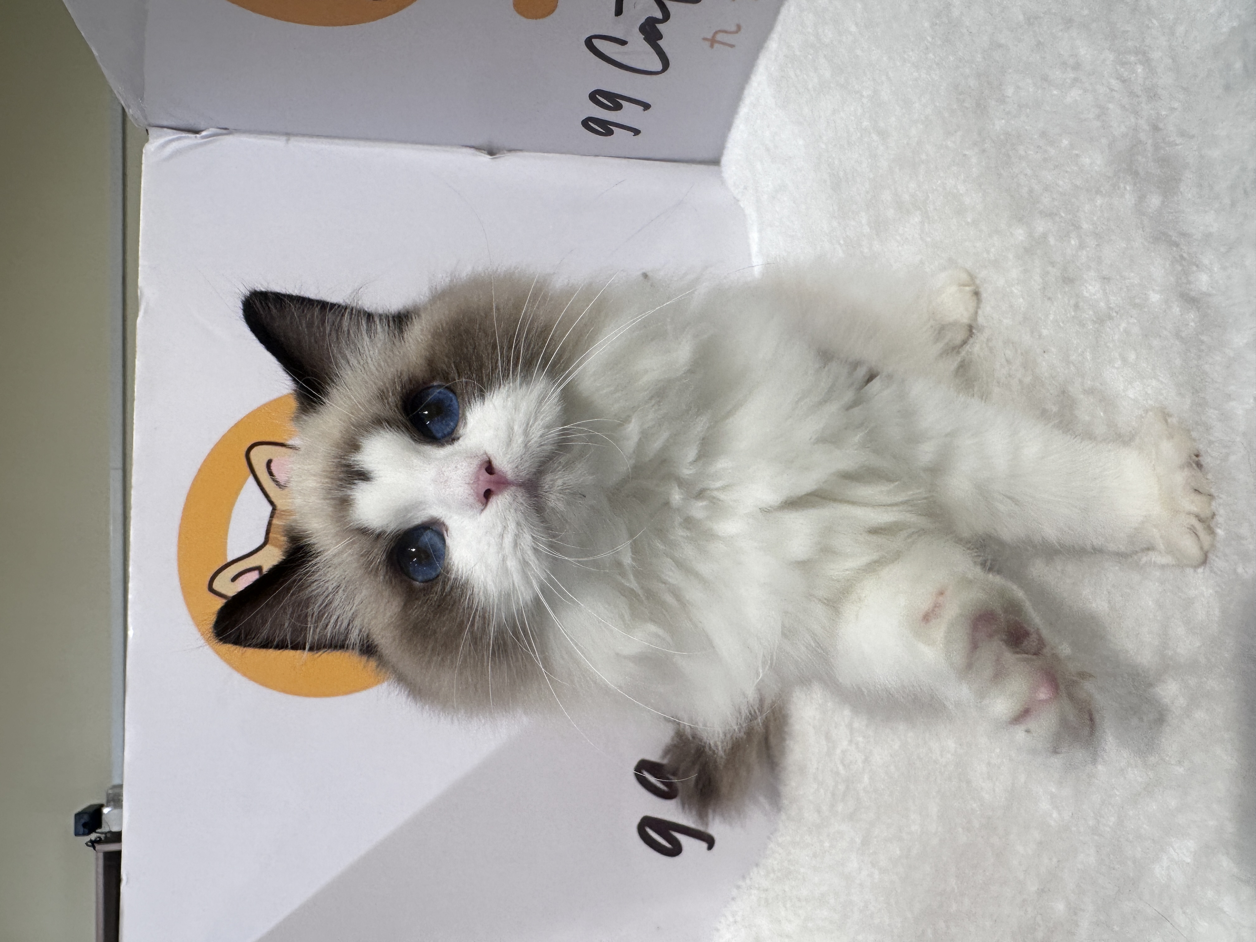 Ragdoll（布偶猫） Cat 5