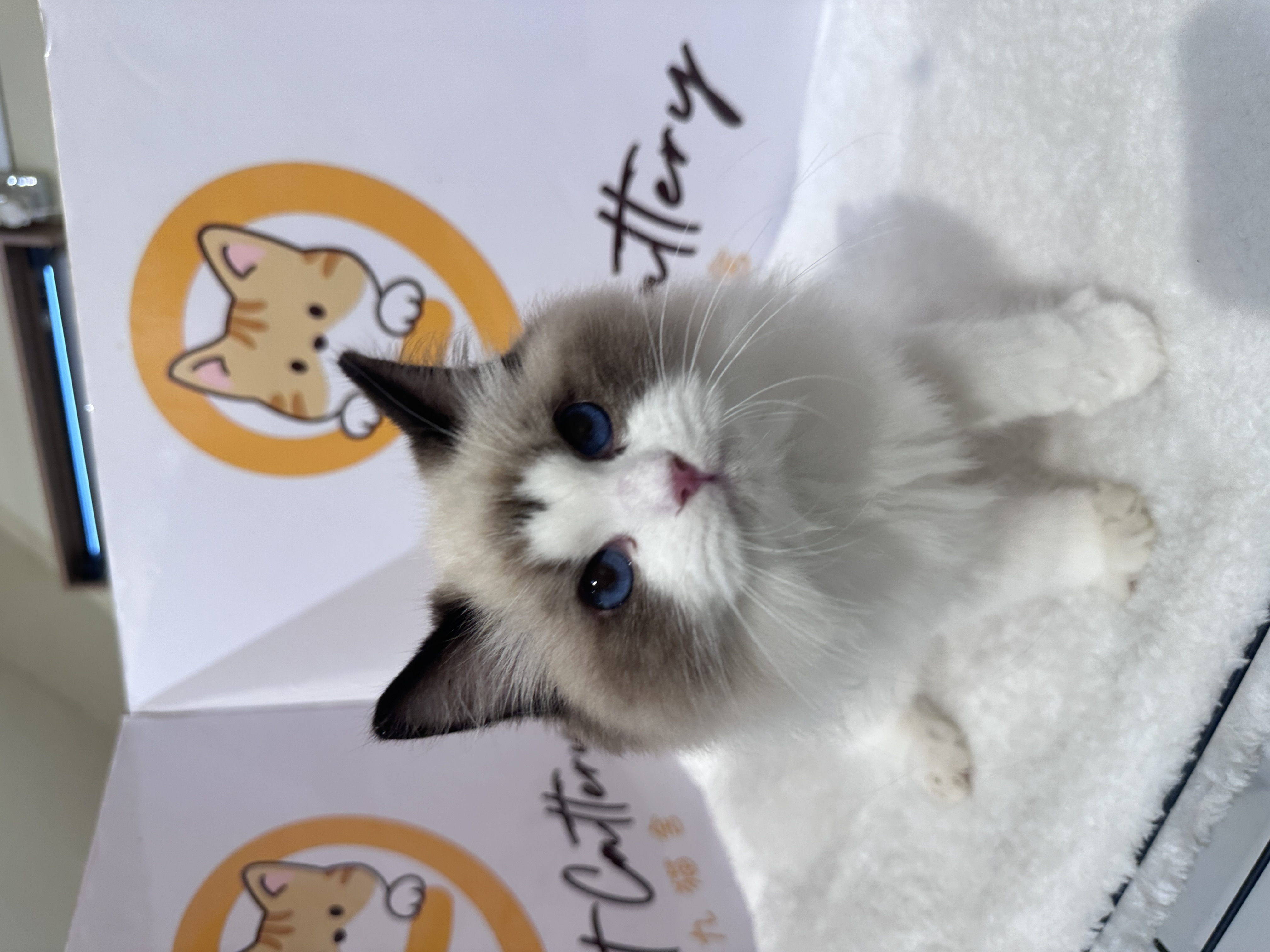 Ragdoll（布偶猫） Cat 9