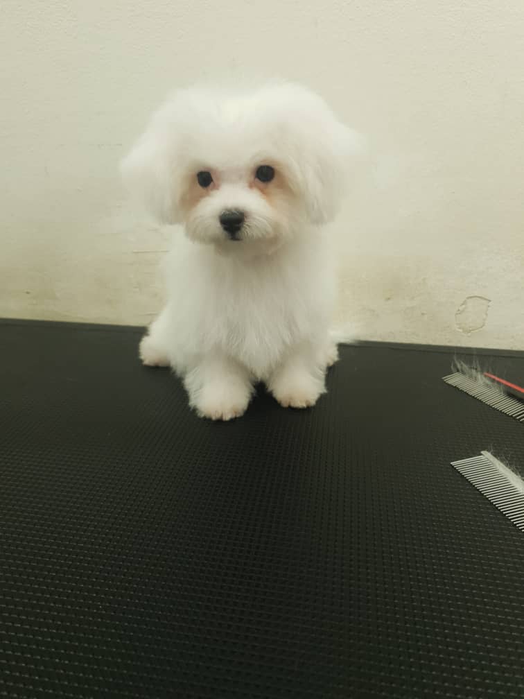 Bichon Frise（比熊犬） Dog 2