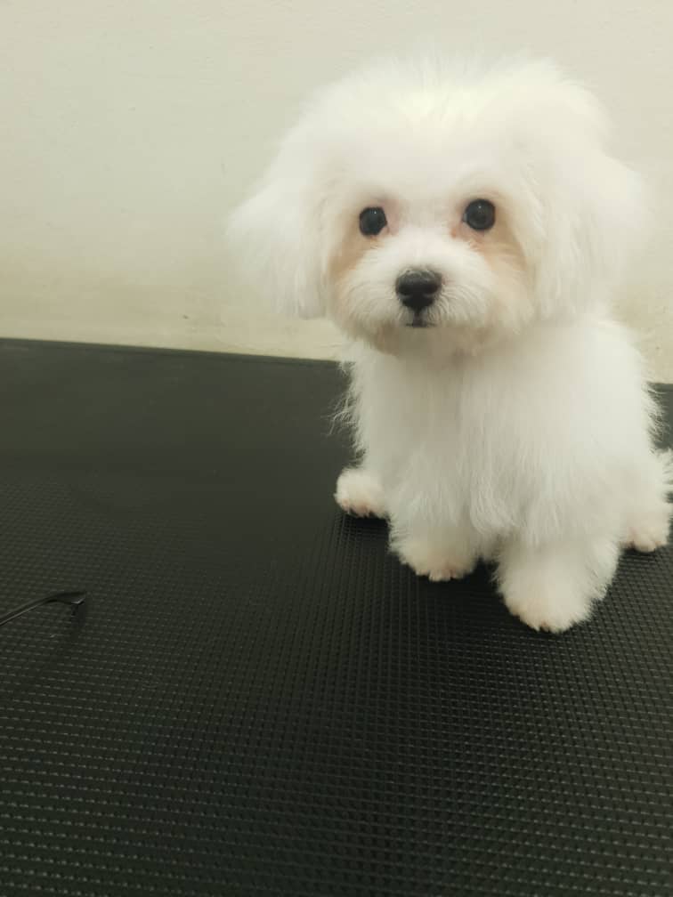 Bichon Frise（比熊犬） Dog 3