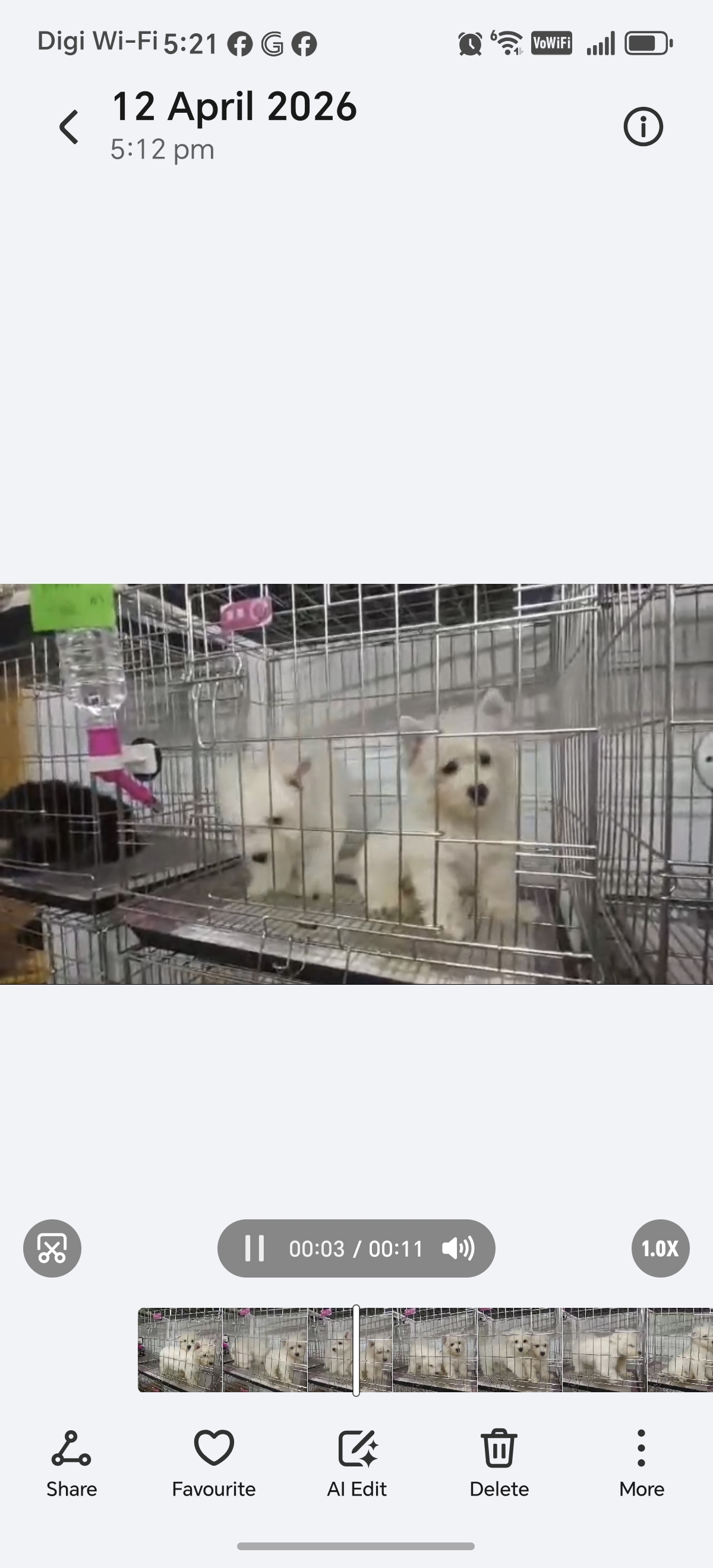 West highland terrier (西高地梗犬) Dog