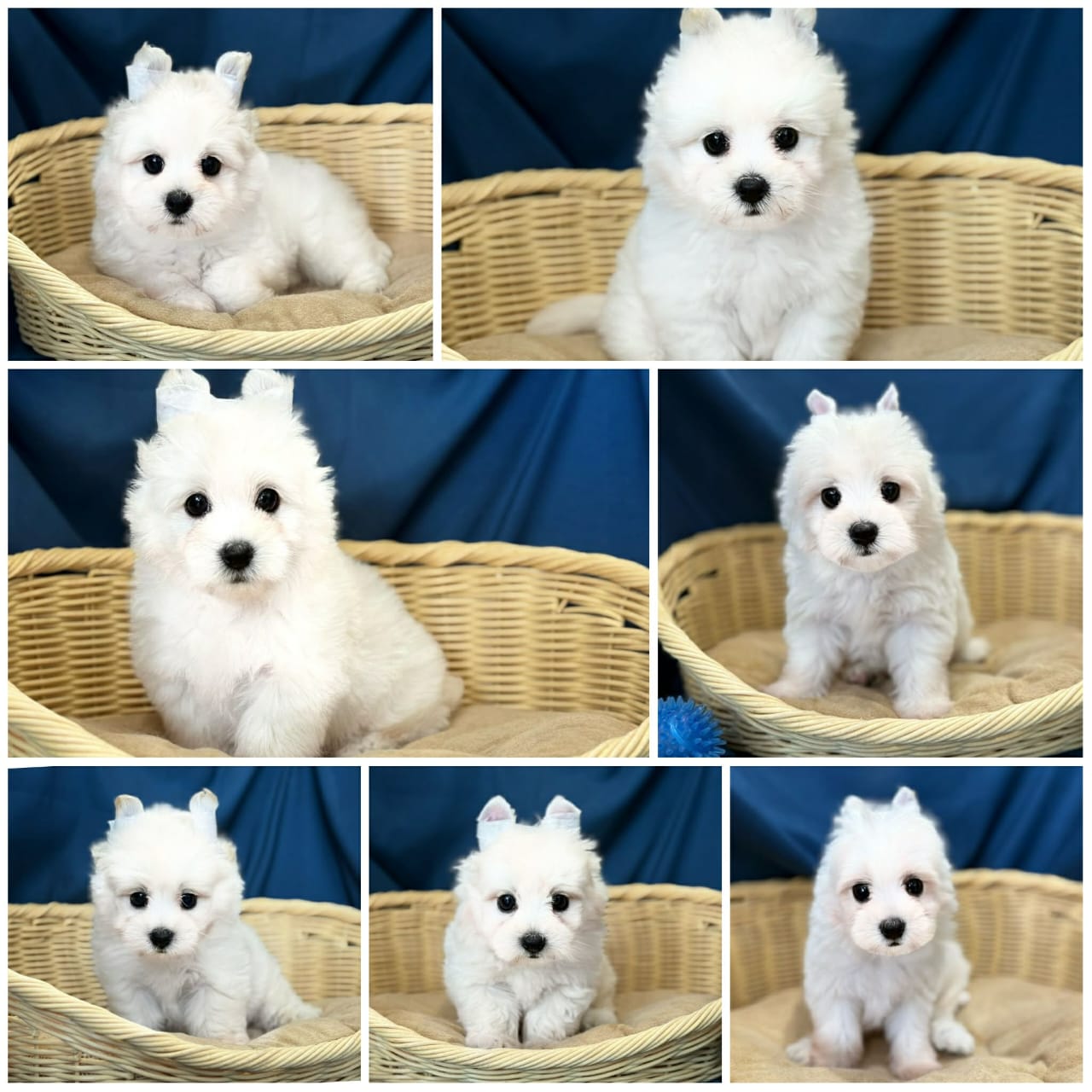 West highland terrier （西高地梗犬） Dog 2