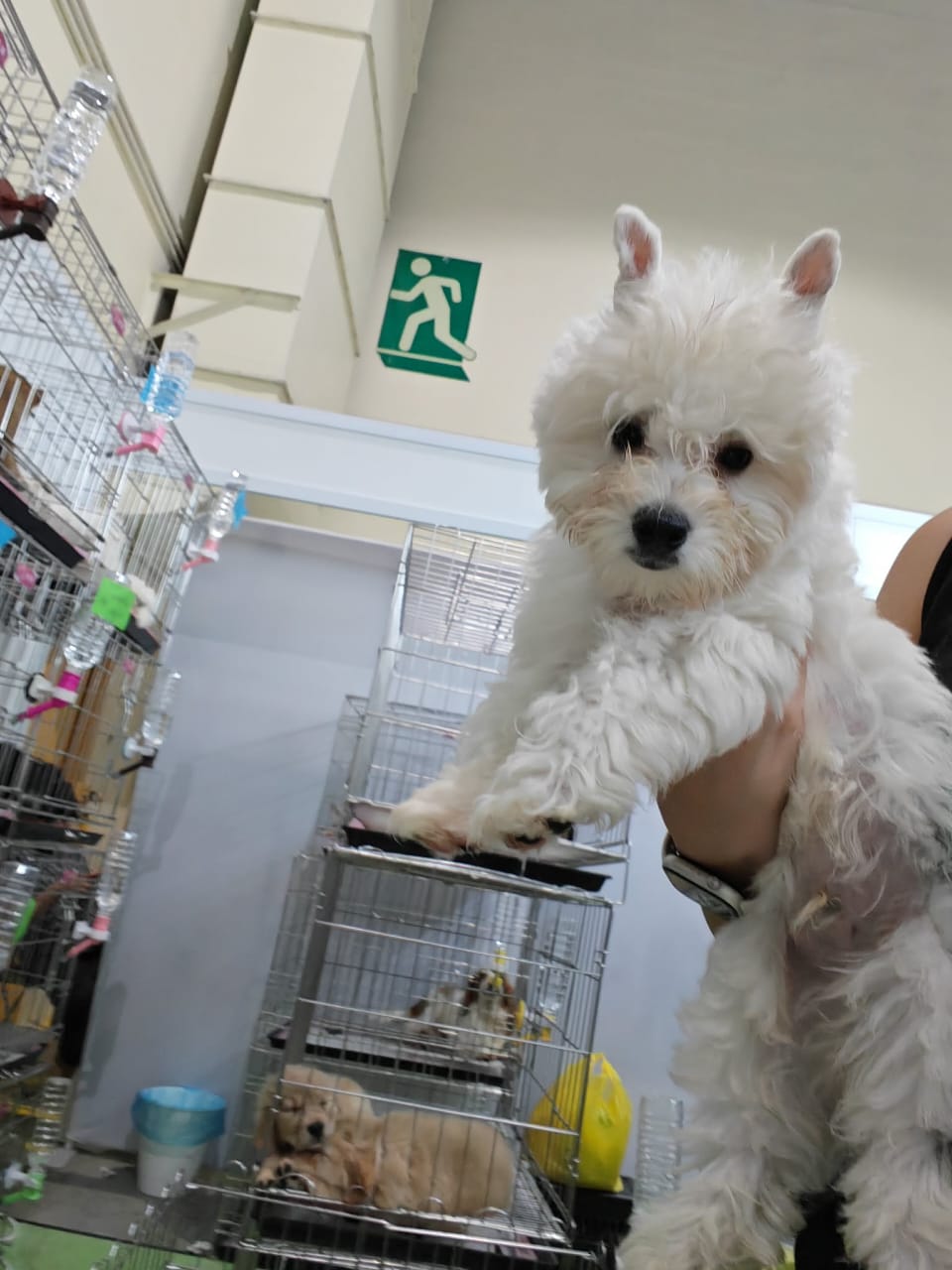 West highland terrier （西高地梗犬） Dog 3