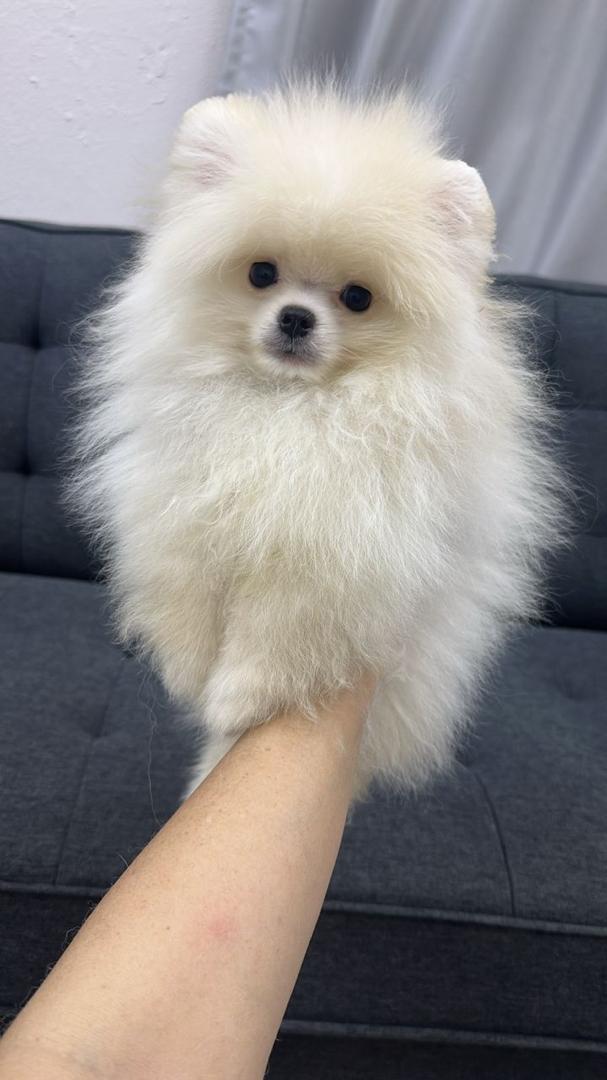 Pomeranian（博美犬） Dog 2
