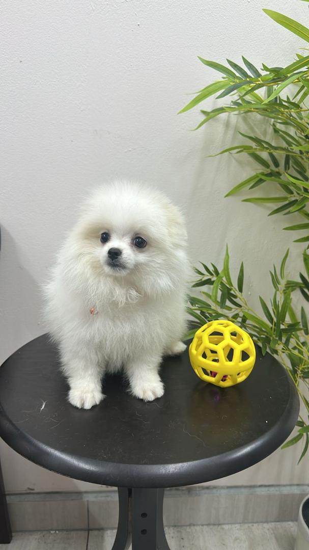 Pomeranian(博美犬) Dog