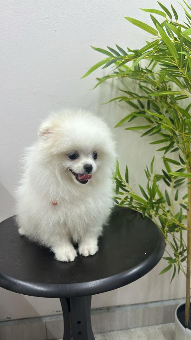 Pomeranian（博美犬） Dog 2
