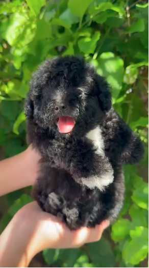 Poodle (Teddy)(贵宾犬/泰迪) Dog