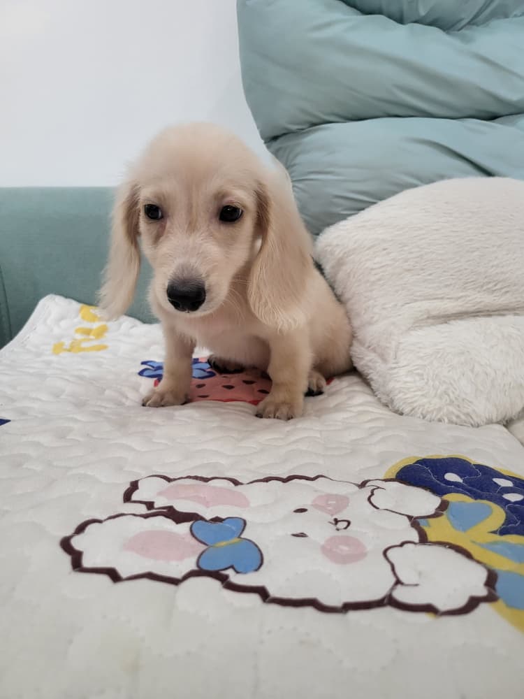 Dachshund Long Hair (长毛腊肠犬) Dog