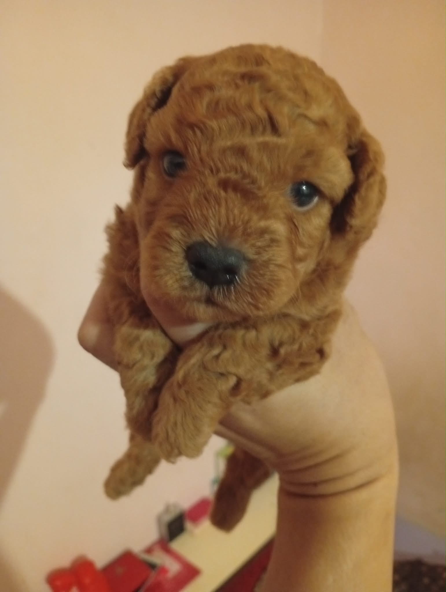 Poodle (Teddy)(贵宾犬/泰迪) Dog