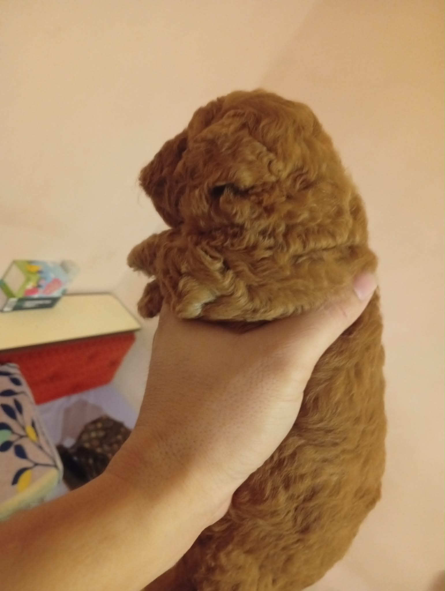 Poodle (Teddy)（贵宾犬/泰迪） Dog 3
