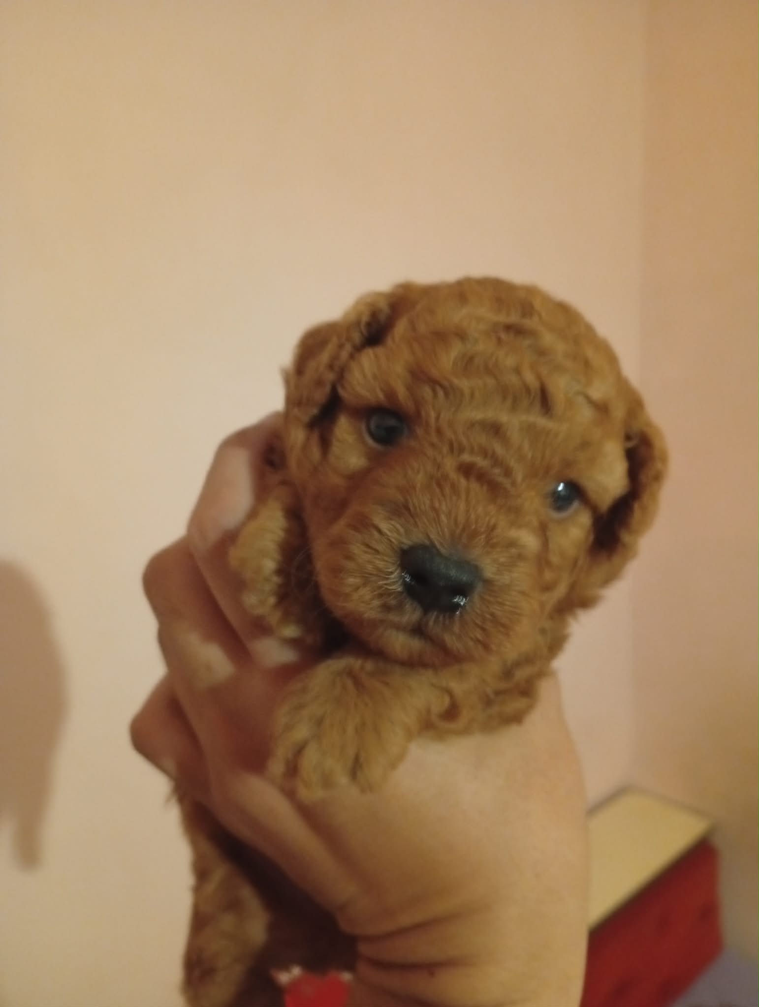 Poodle (Teddy)（贵宾犬/泰迪） Dog 2