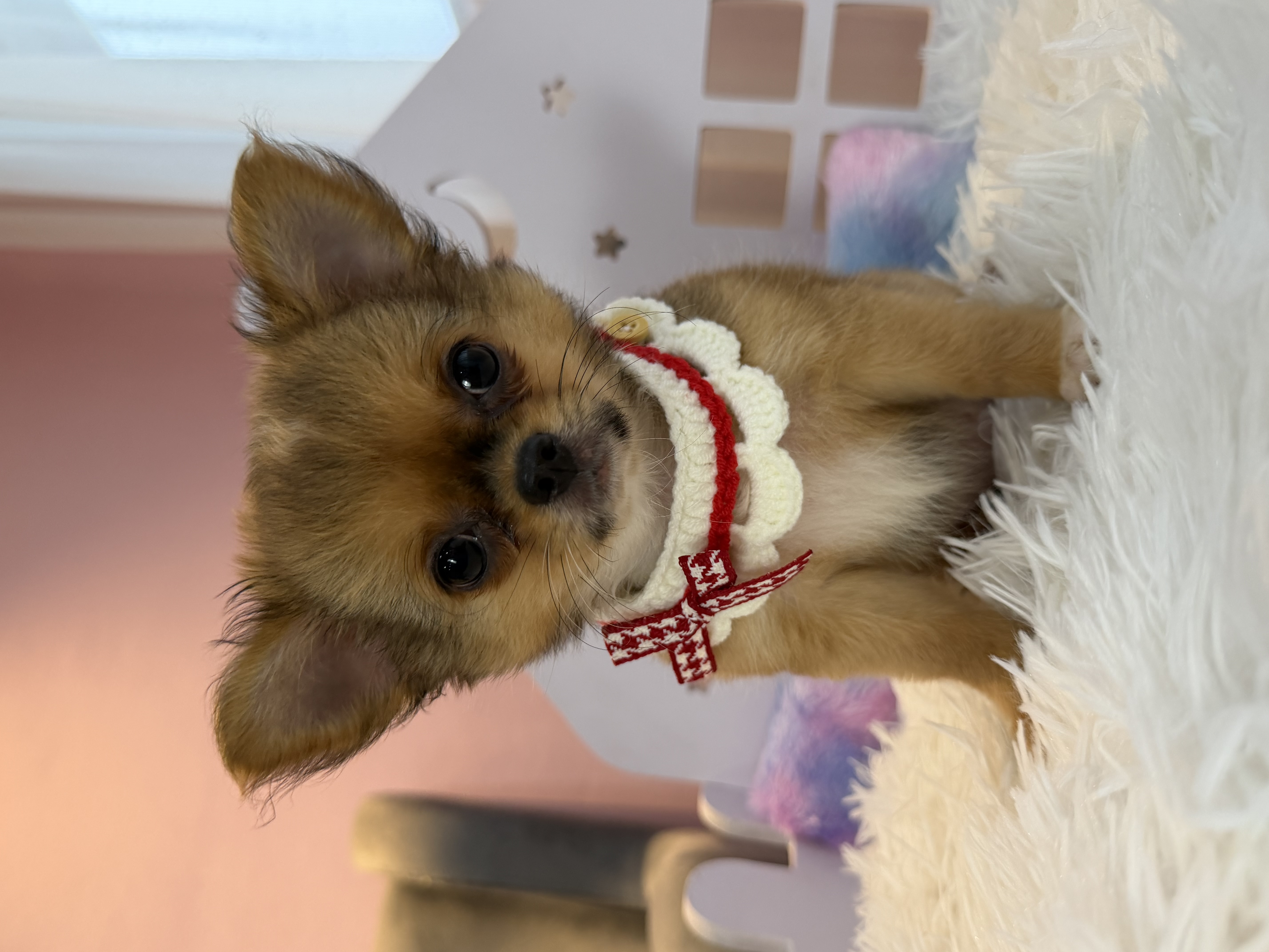 Chihuahua(吉娃娃) Dog