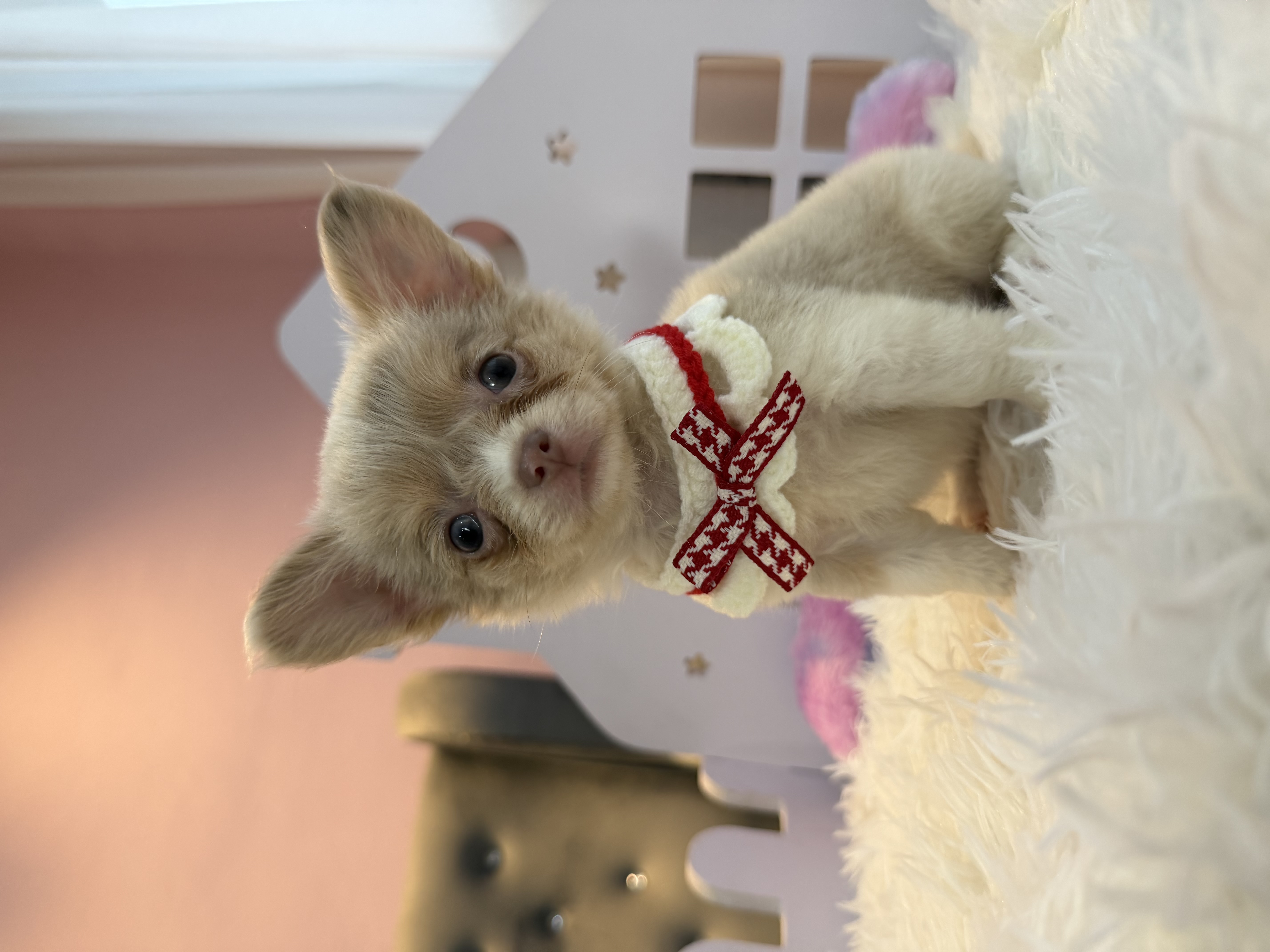 Chihuahua(吉娃娃) Dog