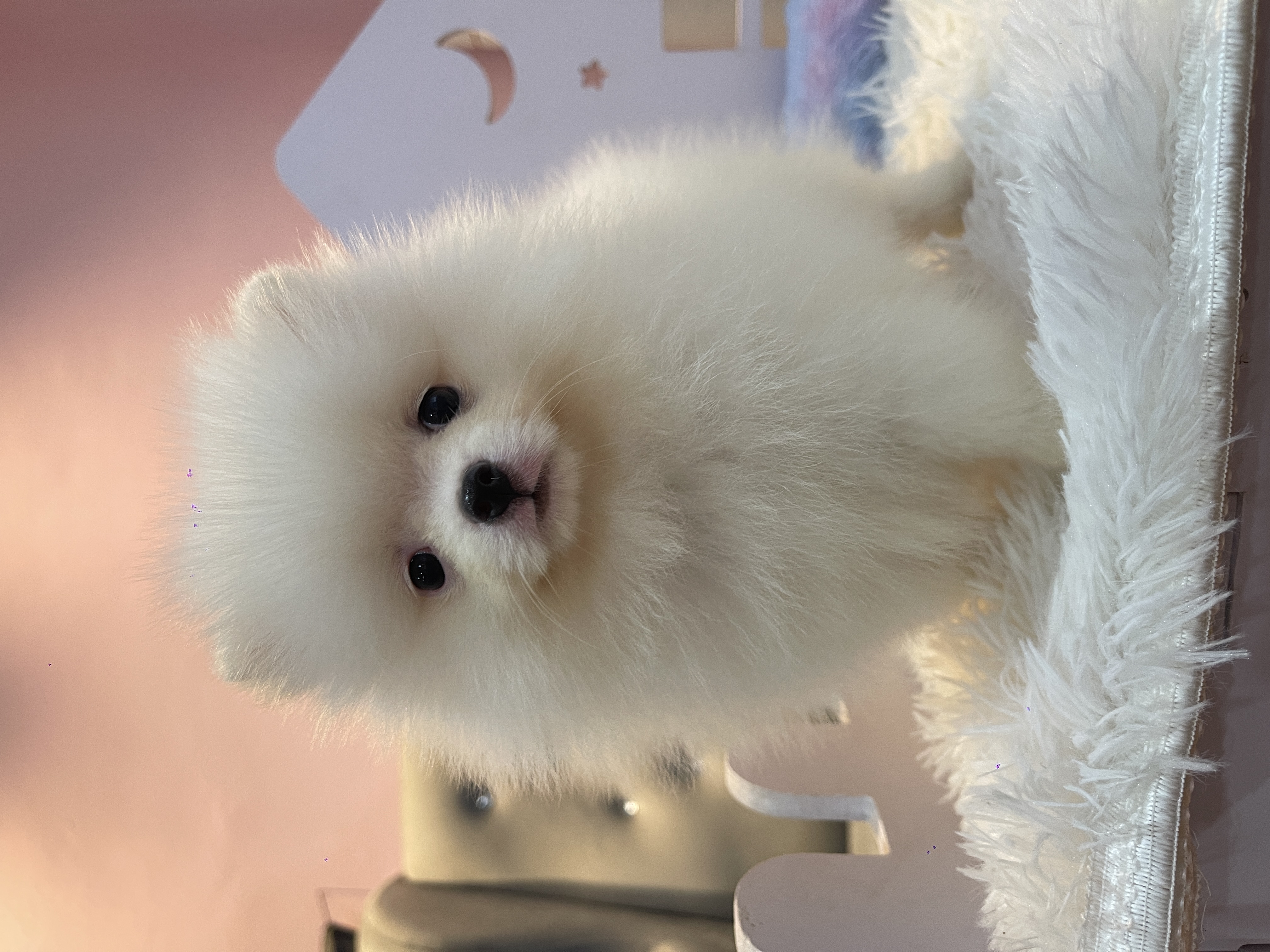 Pomeranian(博美犬) Dog